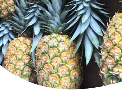 Benyima Farms Limited We grow Pineapples Mangoes Butternuts